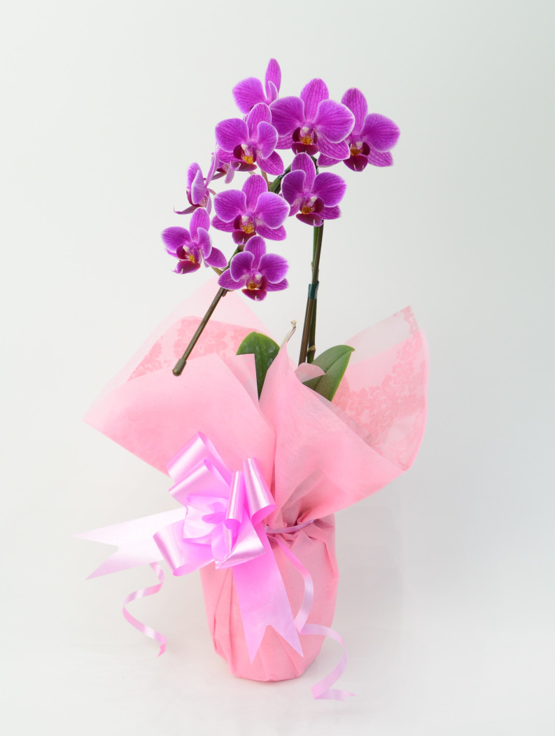ミディ胡蝶蘭 カラン 1本立 ラッピング付き ピンク系 花おくる 胡蝶蘭を始めとした法人様向けフラワーギフト