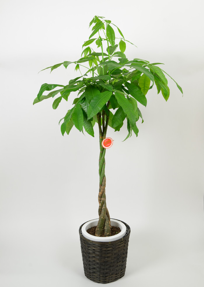 パキラ 8寸 カゴ付き 花おくる 胡蝶蘭を始めとした法人様向けフラワーギフト パキラ 8寸 カゴ付き 花おくる 胡蝶蘭を始めとした法人様向けフラワーギフト
